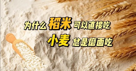 为啥大米可以直接吃,小麦却要磨面吃?