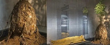 新型殡葬,死后就成了一棵树?