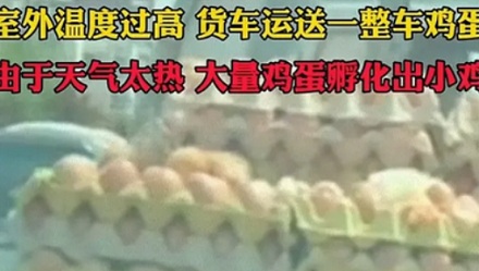 货车「拉鸡蛋」,为什么是最难的活?