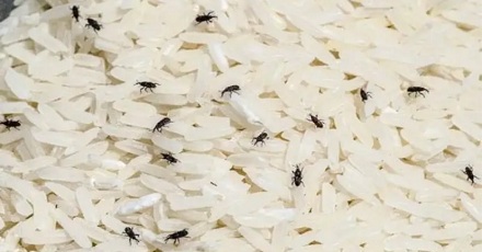 为啥米虫总能钻进米缸?
