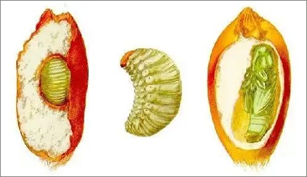 为啥米虫总能钻进米缸?