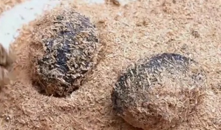 松花蛋里的松花是哪儿来的?