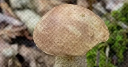采蘑菇前为什么要先给蘑菇一巴掌?