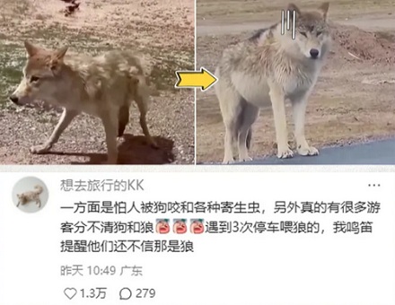 川西为啥不让玩狗？