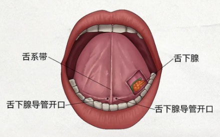 为什么有人打哈欠的时候，舌头下面会滋出小水珠？