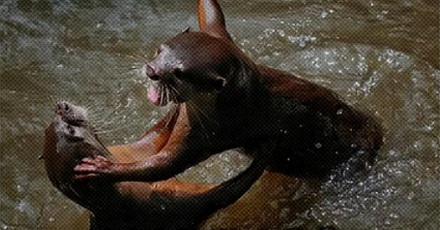 除了人类，其它动物爆发过大规模「战争」吗？