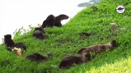 除了人类，其它动物爆发过大规模「战争」吗？