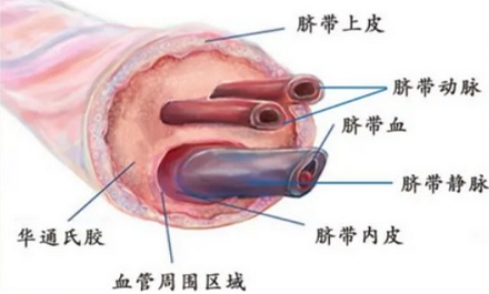 剪脐带是婴儿更疼，还是妈妈更疼？