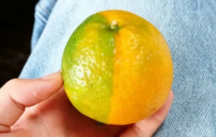 水果摊上这种半橙半绿的「阴阳橘」还能吃吗？