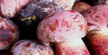 盲人吃了云南毒蘑菇，会不会看见小人？