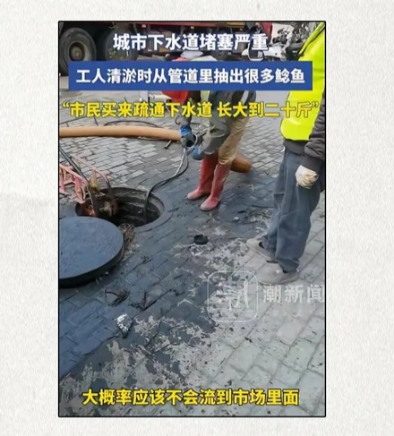 为什么有人会用鲶鱼疏通下水道?
