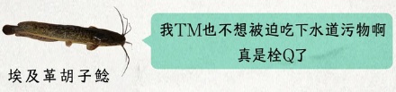 为什么有人会用鲶鱼疏通下水道?