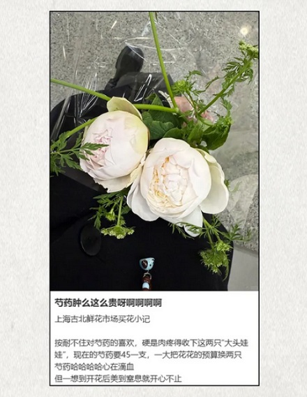 已经开花的芍药为什么必须放进冰箱里?