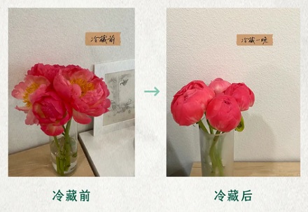 已经开花的芍药为什么必须放进冰箱里?
