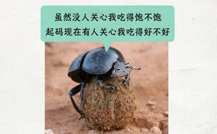 屎壳郎吃屎也会挑食吗?