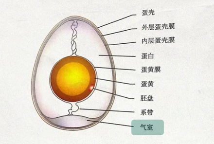 为啥煮熟的鸡蛋里会出现肛门形状的小孔?