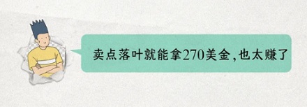 为什么出口落叶是违法的？
