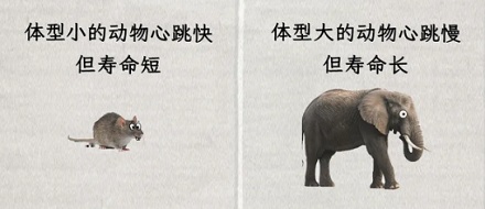 为什么几乎所有哺乳动物的心跳,都是一生 7 亿次左右?