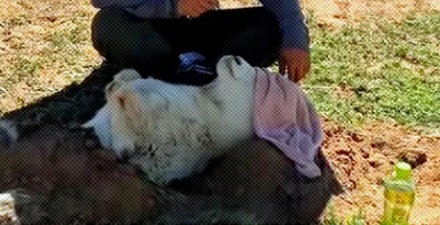小羊肾脏移位了，牧民为什么把它的下半身埋进土里？