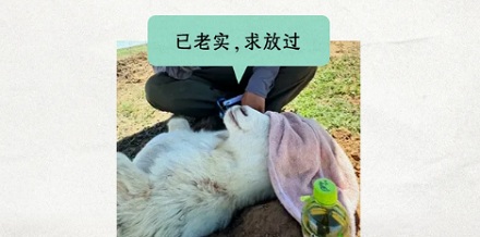 小羊肾脏移位了，牧民为什么把它的下半身埋进土里？