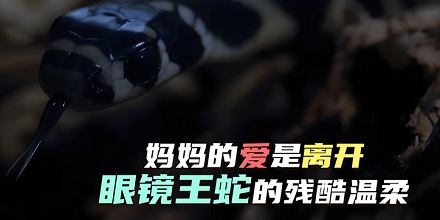 眼镜王蛇都没有见过自己的母亲?
