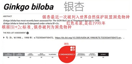 为什么满大街都是银杏树，银否却是濒危物种？