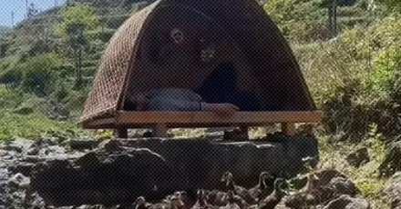 扛着竹帐篷、带着一群鸭子上山下河的到底是什么人？