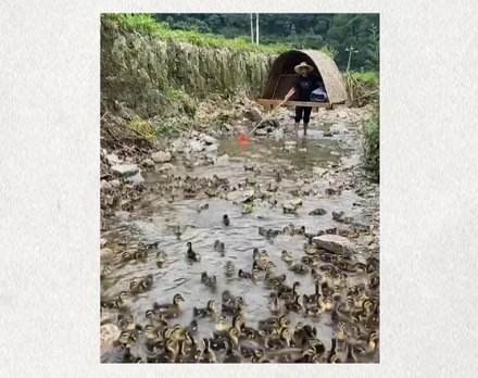 扛着竹帐篷、带着一群鸭子上山下河的到底是什么人?