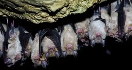 为什么冬眠的蝙蝠在洞穴中集群倒挂？