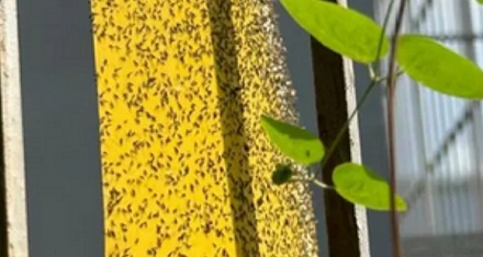 为什么说最近要少穿黄、绿、银灰色的衣服出门？