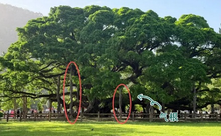 为啥说「榕树不容人」？房屋十米之内不要种榕树？