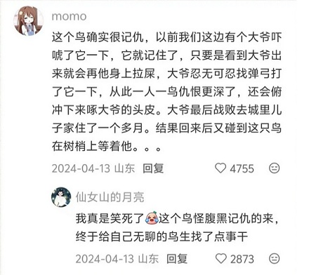 为什么说千万千万不要惹黄嘴的黑鸟？