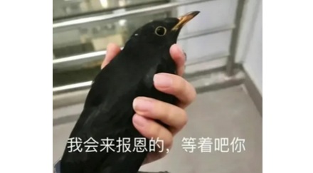 为什么说千万千万不要惹黄嘴的黑鸟？