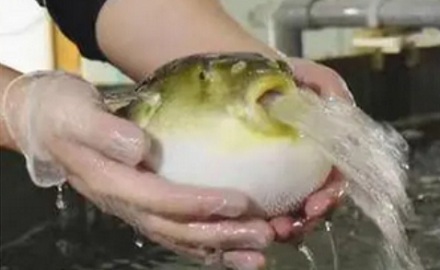 用针扎进膨胀的河豚，河豚会爆炸吗？