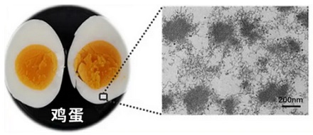 同样是蛋，为什么鸡蛋煮后蛋清是白色的，而鸽子蛋却是半透明的？