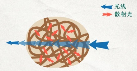 同样是蛋，为什么鸡蛋煮后蛋清是白色的，而鸽子蛋却是半透明的？