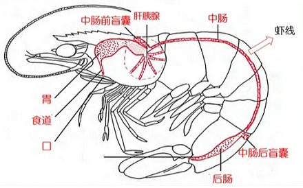 为啥用芥末泡虾，虾会把虾线吐出来？