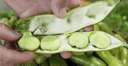 为什么农贸市场禁止剥蚕豆？