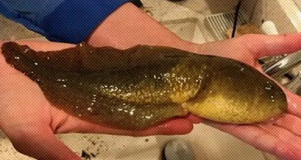 为什么有的蝌蚪不会变成青蛙，而是变成巨型蝌蚪？