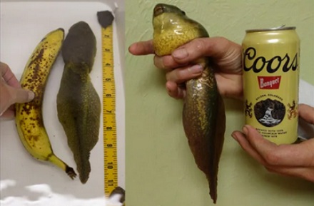 为什么有的蝌蚪不会变成青蛙，而是变成巨型蝌蚪？