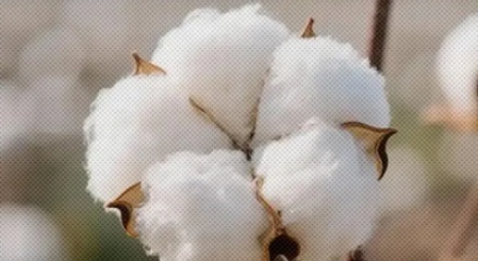 纯棉、全棉、100% 棉有什么区别？