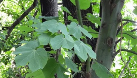 为什么南京的法国梧桐都「劈个大叉」？