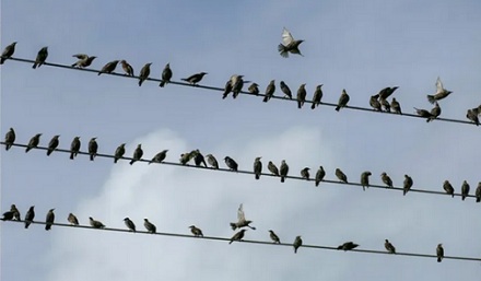 为什么电线上的鸟喜欢面朝同一个方向站？