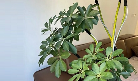为什么花鸟市场的盆栽枝干上都缠着黑色胶布？