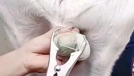 阉猪惊天动地，骗羊为何悄无声息？