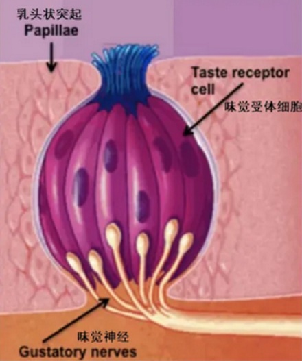 为什么刷牙后喝橙汁会很苦？