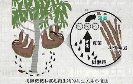 树懒为啥要冒着生命危险下树拉屎？在树上拉不行吗？