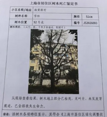 为啥树也要开「死亡证明」？什么样的树才算「死树」？