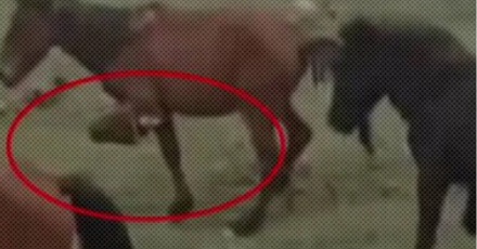 为什么新疆的有些马会被绑住前腿走路？