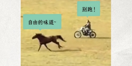为什么新疆的有些马会被绑住前腿走路？